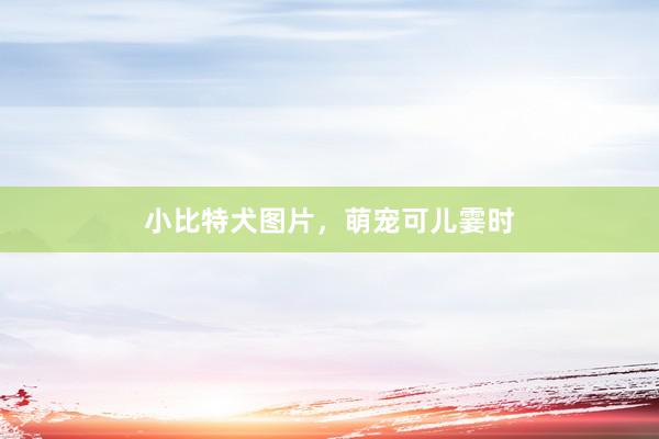 小比特犬图片，萌宠可儿霎时
